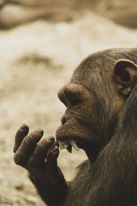 Close-up of monkey eating hand