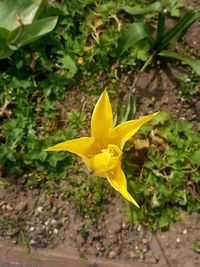 Close-up of yellow flower blooming outdoors