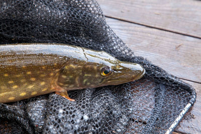 Close-up of fish