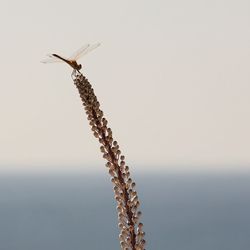 Close-up of plant against blurred background