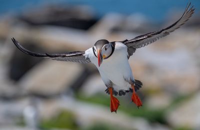 Low angle view of puffin flying in mid-air