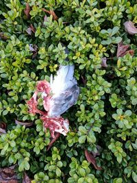 High angle view of wet leaves on flowering plant