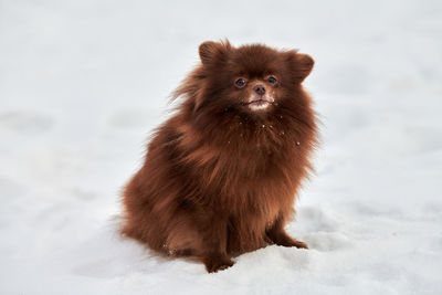 Portrait of dog on snow