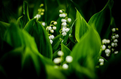 Close-up of flowering plant