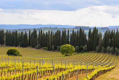 Scenic view of vineyard against sky