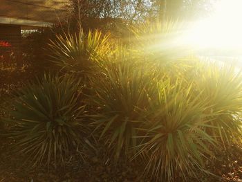 Sun shining through trees