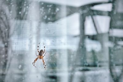 Close-up of spider