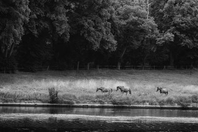 Horses on lake