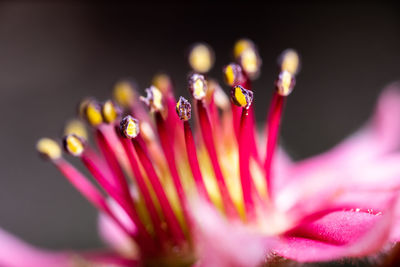 Close-up of pink rose flower against black background