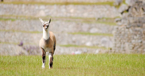 Portrait of horse on field