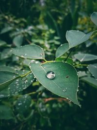 Close-up of water drop on leaf