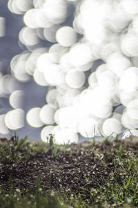 Close-up of fresh green plants against sky