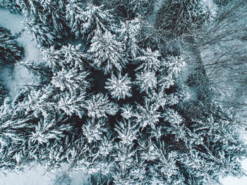 Aerial view of coniferous trees on snowy field during winter