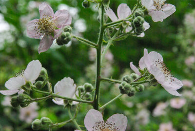 Close-up of white flowering plant