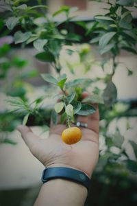 Close-up of hand holding fruit