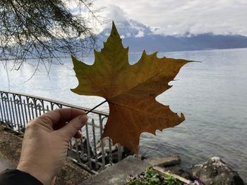 Person holding maple leaf