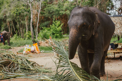 Elephant in a forest