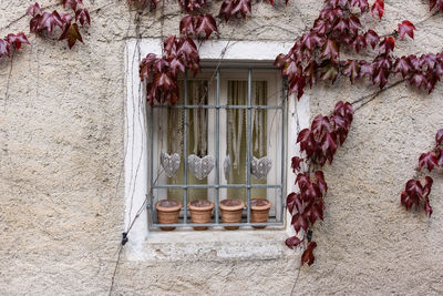 Close-up of flower tree against building