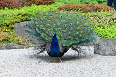 peacock