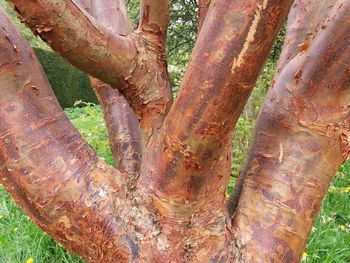 Close-up of tree trunk in forest