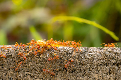 Close-up of ant on rock