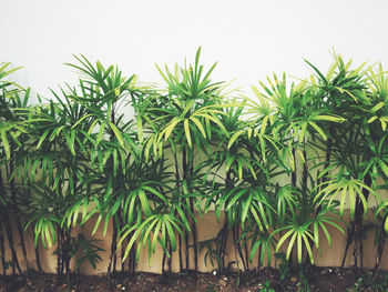 Plants growing by wall