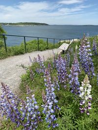 Purple flowering plants by sea against sky