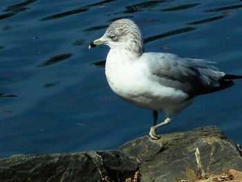 Birds in water