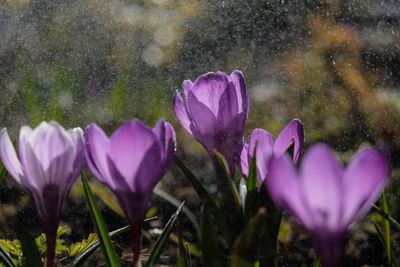 Close-up of purple crocus flowers on field