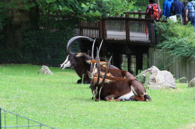 Horses on grass