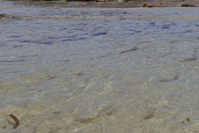 High angle view of fish in sea