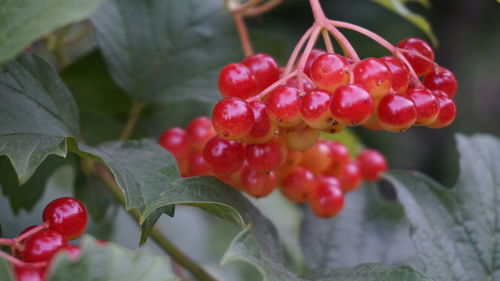 Close-up of red berries growing on plant