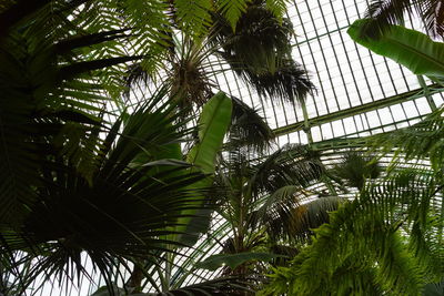 Low angle view of palm trees