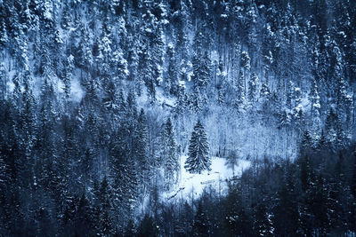 Pine trees in forest during winter