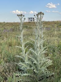 Plants growing on field against sky