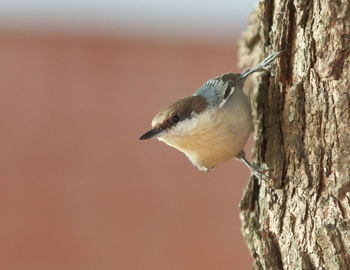 Close-up of bird perching on tree trunk