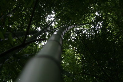 Low angle view of trees in forest