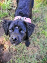 Portrait of black dog on field