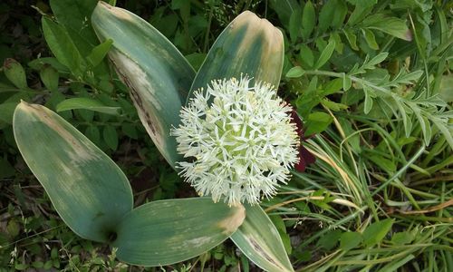 Close-up of white flowers