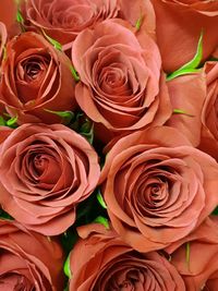 Close-up of rose bouquet