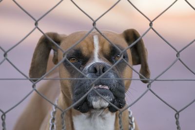 Close-up portrait of dog seen through chainlink fence