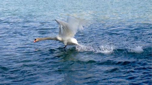 View of birds in water