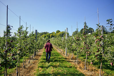 Rear view of farmer walking on grassy field at orchard against clear blue sky