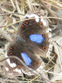 Close-up of butterfly perching on leaf