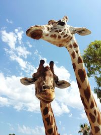 Low angle view of giraffes against sky