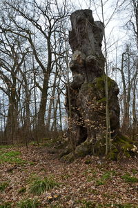 Low angle view of tree trunk in forest