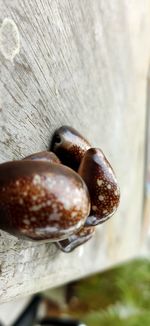 Close-up of apple on wood