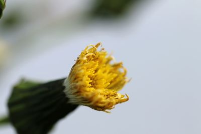 Close-up of yellow flower