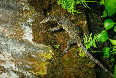 View of lizard on rock