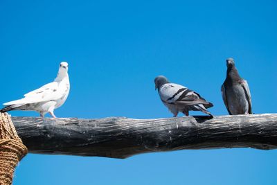 Low angle view of birds perching on wood against clear blue sky
